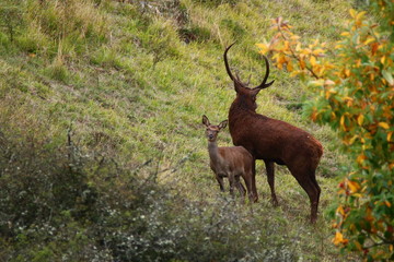 cerfs et biches sauvages Cantal