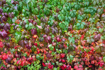 Lush vine of рarthenocissus on pergola