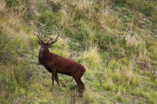 Imágenes de Cors: descubre bancos de fotos, ilustraciones, vectores y ...
