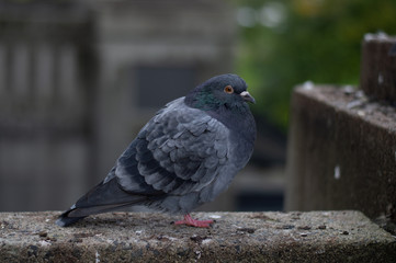 pigeon in the park