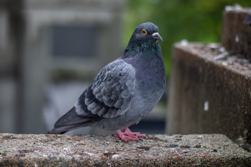 pigeon in the park