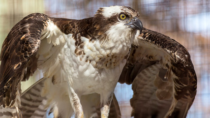 portrait of an osprey stretching its wings