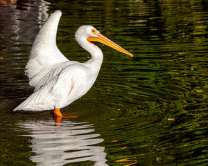 white pelican standing in shallow water 