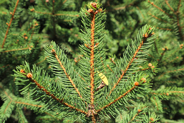 Close-up of a pine tree twig
