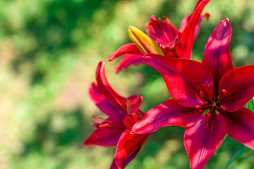 Red lily in the rays of sunlight on a bright green background.