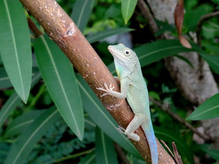 Jaimaican endemic Anole lizard (Anolis grahami)