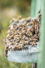 swarm of bees next to hive 