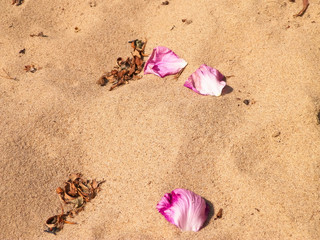 Fototapeta na wymiar Rose petals on sand as nature background.