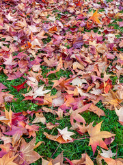 Detail of leaves on grass fallen from chestnut trees in autumn, which create textures with warm colors all over the background.