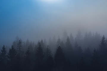 Thick morning fog over spruce forest