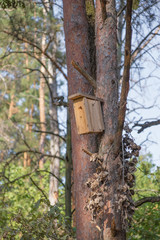 New wooden birdhouse on a tree for forest birds in the forest