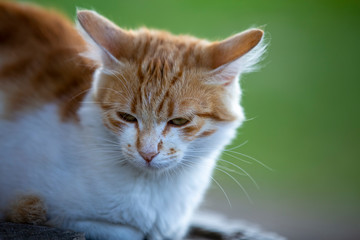 red white cat lying with his feet curled up