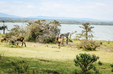 Fototapeta na wymiar Landscape of Crescent Island Sanctuary in Kenya