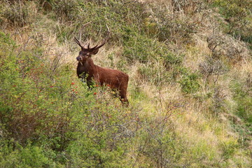 cerfs et biches sauvages Cantal