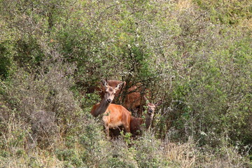 cerfs et biches sauvages Cantal
