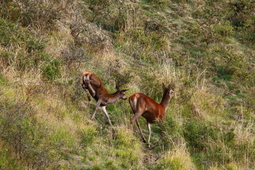 cerfs et biches sauvages Cantal