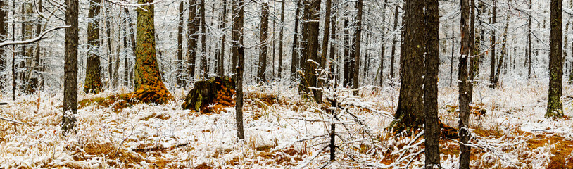 panorama view of snowy scenery fall of the larch forest. A snowy forest scene. forest in winter