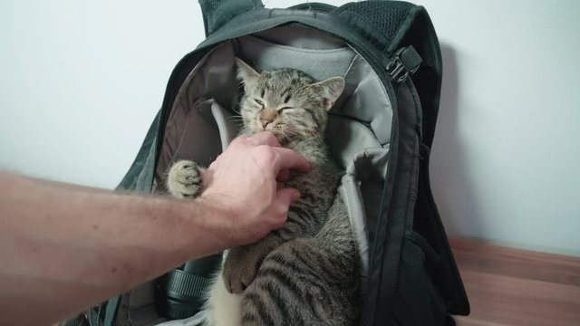 Caressing cute little cat in the photographers backpack 4K. Person point of view cuddling the cat in the backpack.