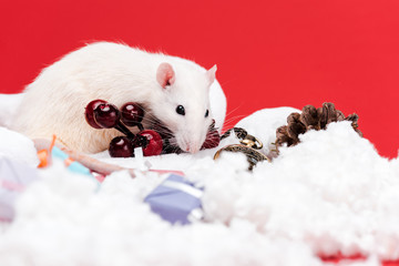 selective focus of small rat near red berries and presents isolated on red