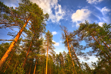 High pine trees in karelian forest rising into the sky