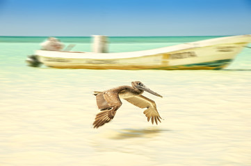 The pelican flight