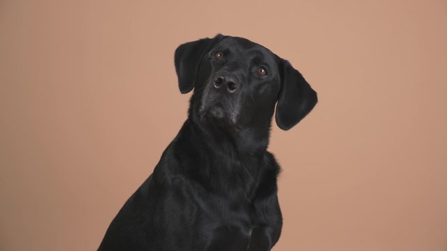 Adult male Black Labrador Retriever dog against a light brown background looks up and at the camera while tilting his head in a static studio setting.