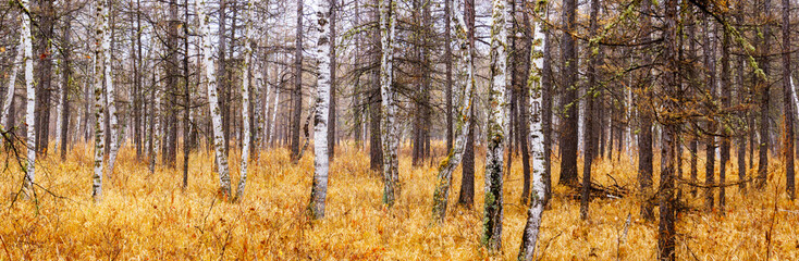 autumn in forest. panorama view of birch and larch forest.