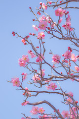 ピンクの梅に青空