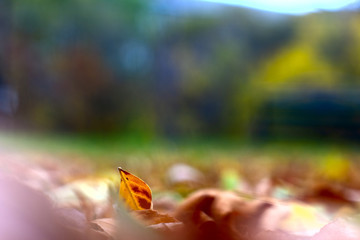 Autumn Leaf in the Park