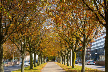 Fototapeta na wymiar Fußweg durch eine Allee mit herbstlichen Bäumen 