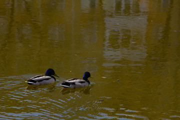 Two Ducks Swim In The Lake