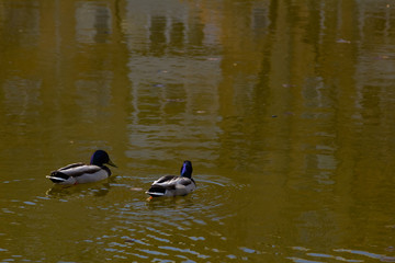 Two Ducks Swim In The Lake