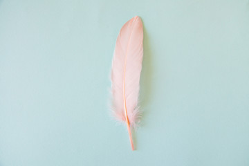 Fluffy feathers on pale teal blue background. Color Trends. Pastel turquoise and living coral color