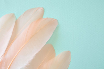Fluffy feathers on pale teal blue background. Color Trends. Pastel turquoise and living coral color
