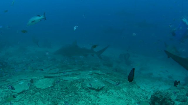 Bull Shark, Carcharhinus leucas feeding in Pacific harbour Fiji