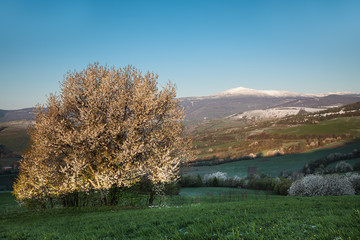 Spring landscape with blooming trees