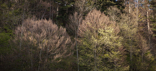 A spring landscape with forest.