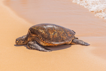 Turtle resting on sandy beach near ocean 