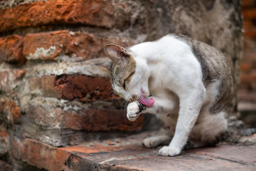 Fototapeta na wymiar Animal, Thai cat