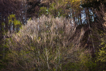 A spring landscape with forest.