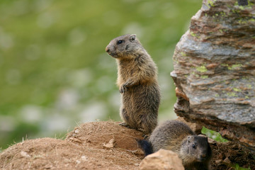 Marmotte