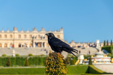 Black common raven with Versailles castle on the background