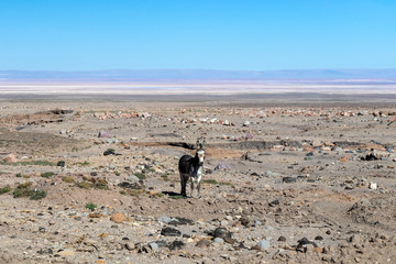 Wild donkey looking at camera with colorful mountain background