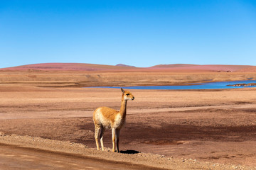Scared lonely vicuna on the side of the desert road