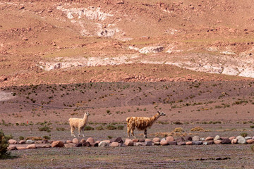 Fototapeta na wymiar Woolen alpacas in the wild nature of Chile