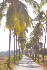 Obraz premium Palm alley at sunny day, Goa India