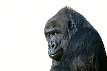 gorilla portrait in nature view