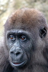 A young female gorilla close up