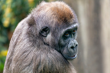 A young female gorilla close up