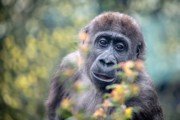 A young female gorilla close up